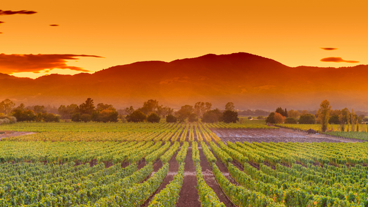 Rows of grapevines at sunset with mountains in the background at a Napa Valley winery