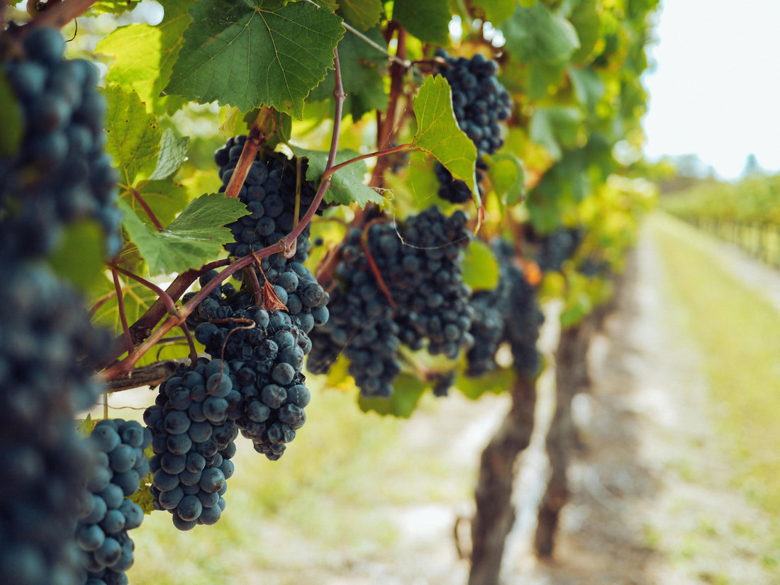 What Sustainable Wine Actually Means and Where to Find It